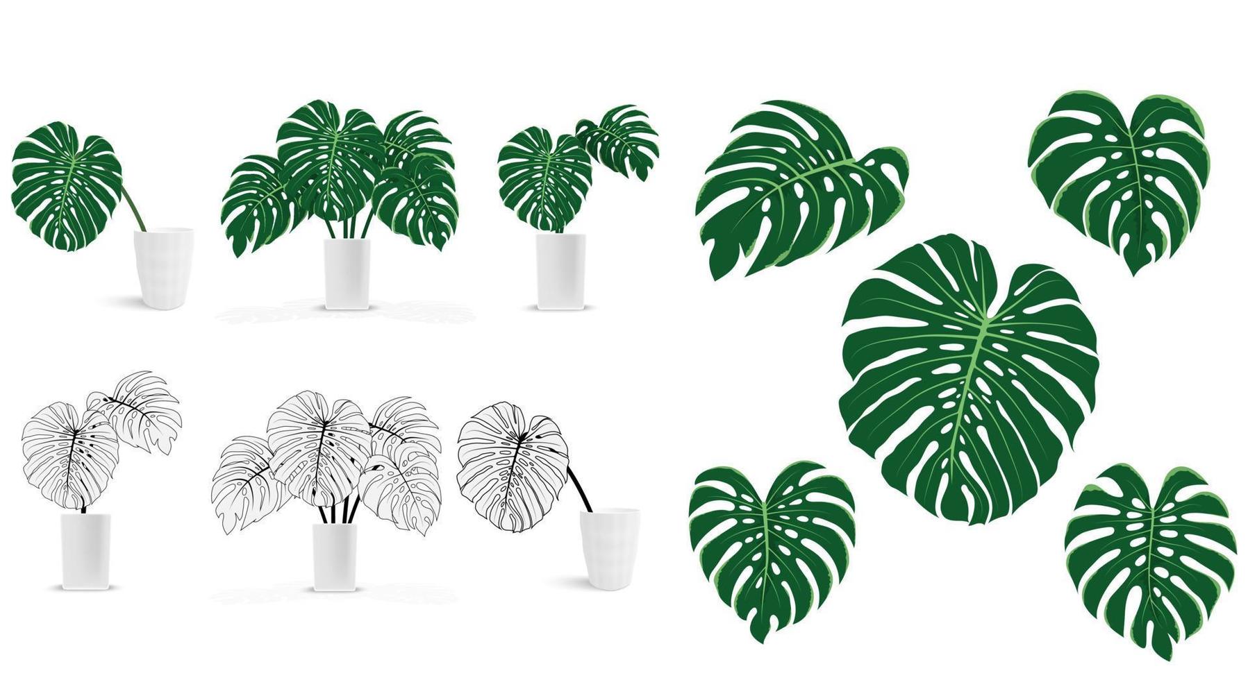 monstera blad i vit vas vektor