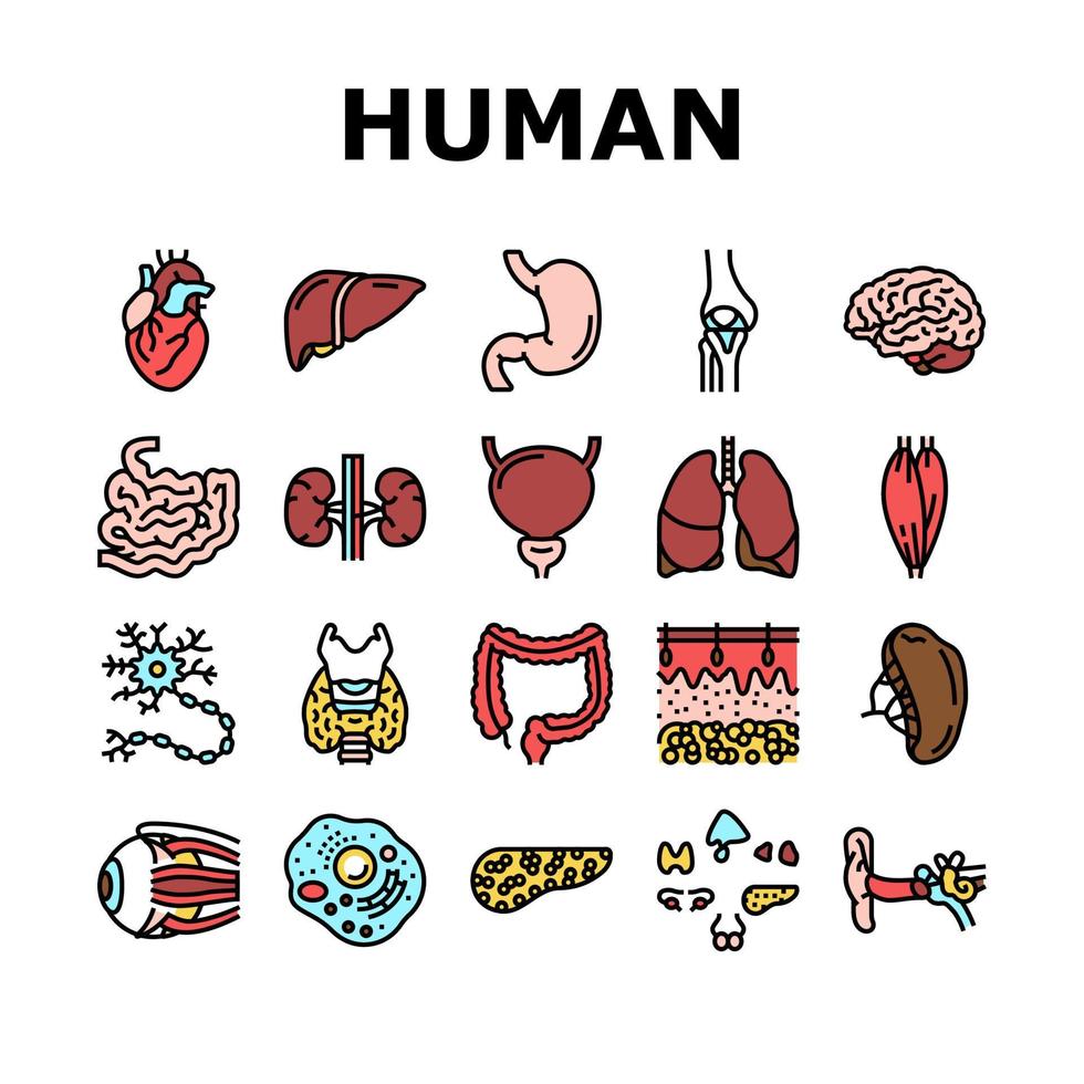 mänskliga inre organ anatomi ikoner som vektor