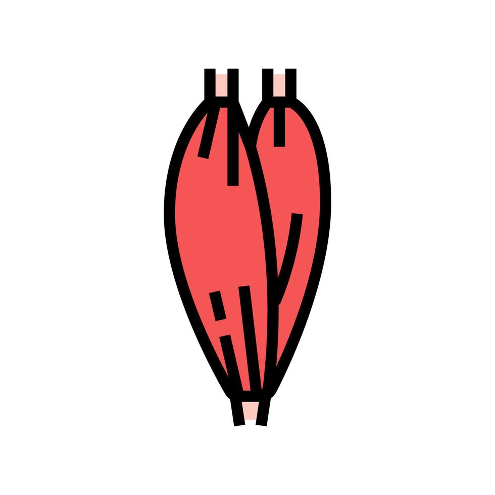 Muskel menschliche Anatomie Farbe Symbol Vektor Illustration