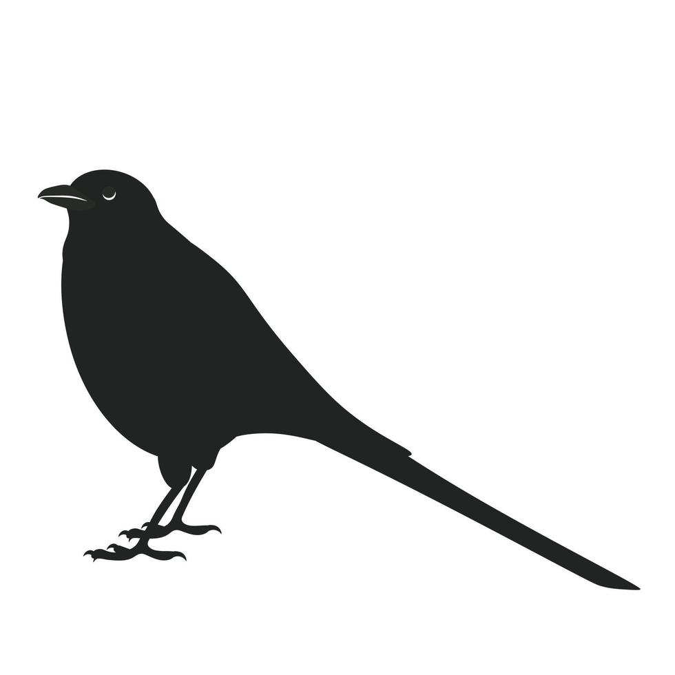 Elster. Vektorvorratillustration. der Rabenvogel ist schwarz. isoliert auf weißem Hintergrund. vektor