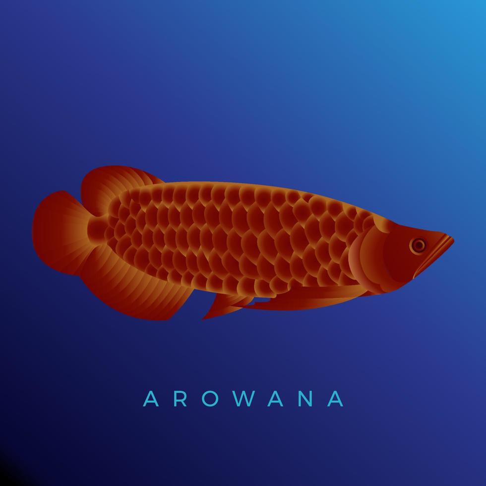 vacker röd arowana fisk vektorillustration vektor