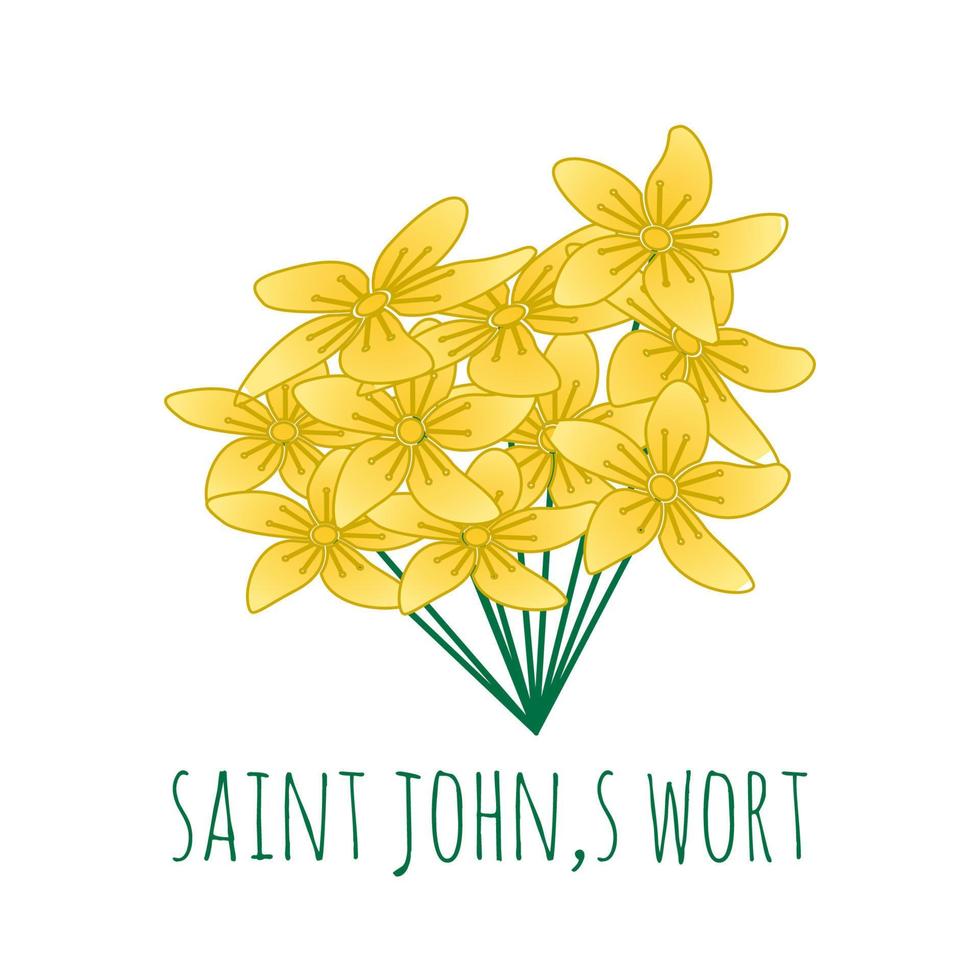 gul saint johnsört blomma vektorillustration vektor