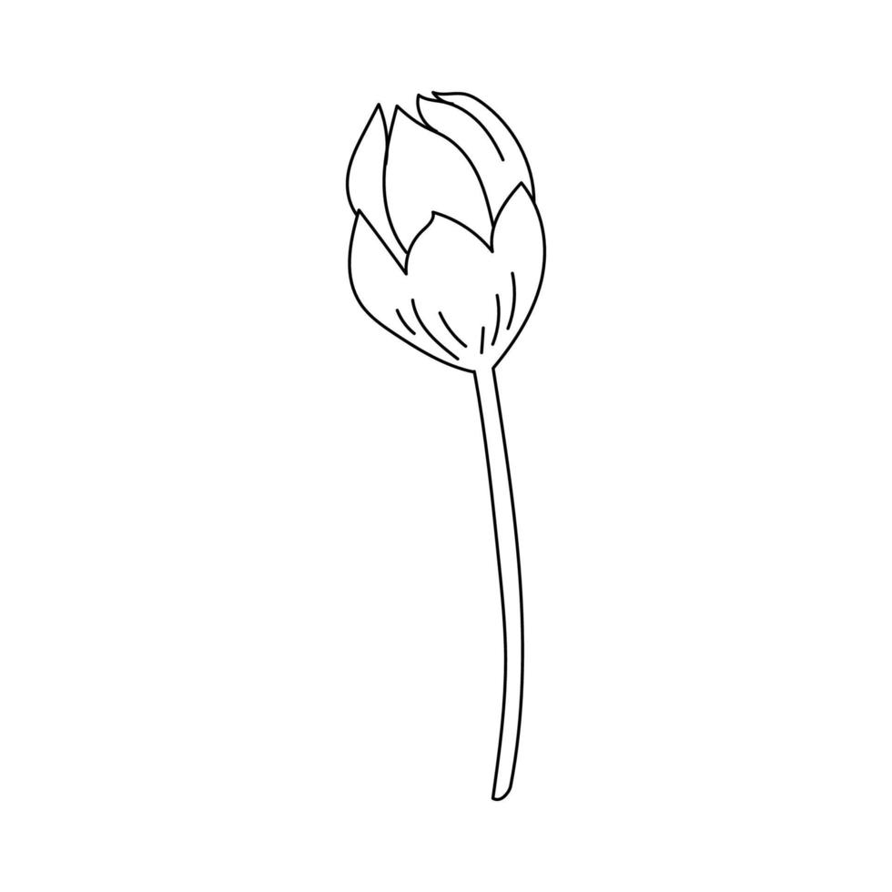 Strichzeichnungen Blumen und Pflanzen. ästhetische handgezeichnete designelemente vektor