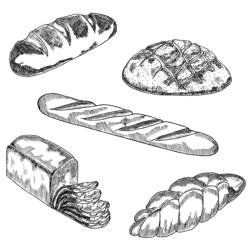 vektor handritad illustration av en uppsättning olika typer av bröd, råg och vete bröd, fransk baguette, toast bröd, skrov bröd. svart och vitt, markerat på vitt.