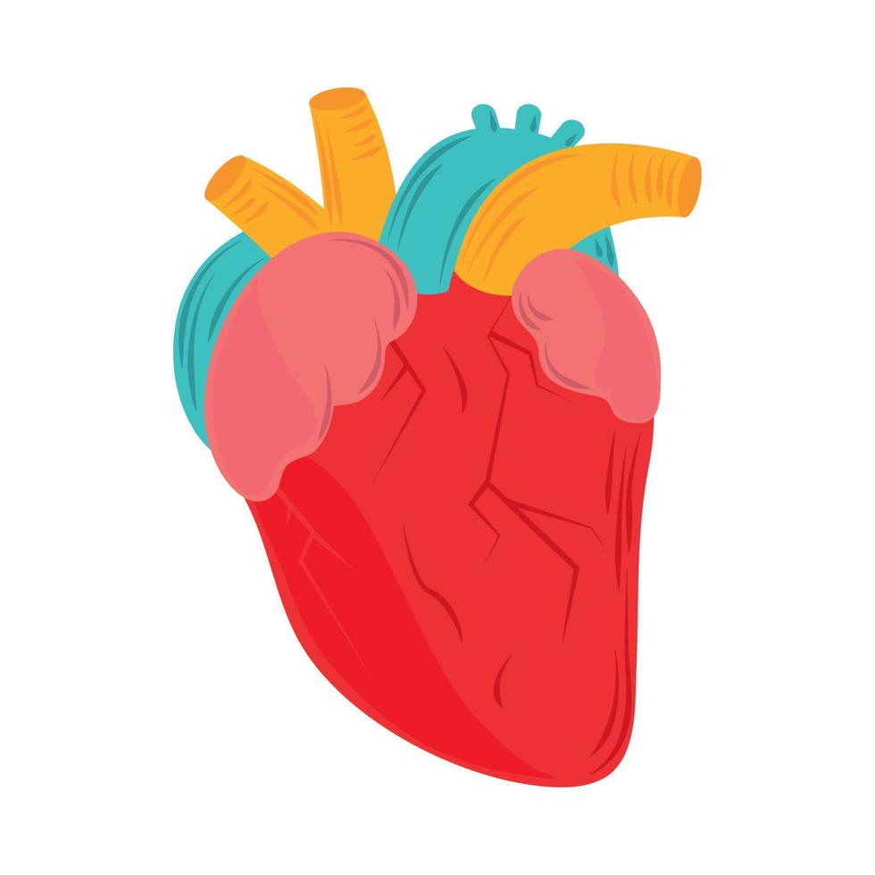 hjärtmedicinsk anatomi vektor