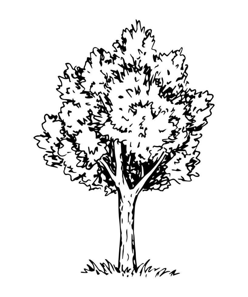 handgezeichnete Vektorgrafik mit schwarzem Umriss im Gravurstil. Natur, Landschaft. Laubbaum isoliert auf weißem Hintergrund. das Element Wald. vektor