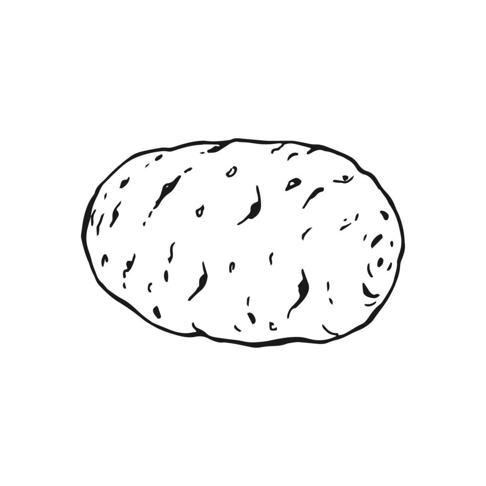 Kartoffel Umriss. hand gezeichnete vektorillustration. bauernmarktprodukt, isoliertes gemüse. vektor