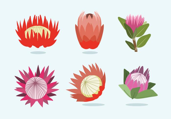 Protea Blumen Vektor