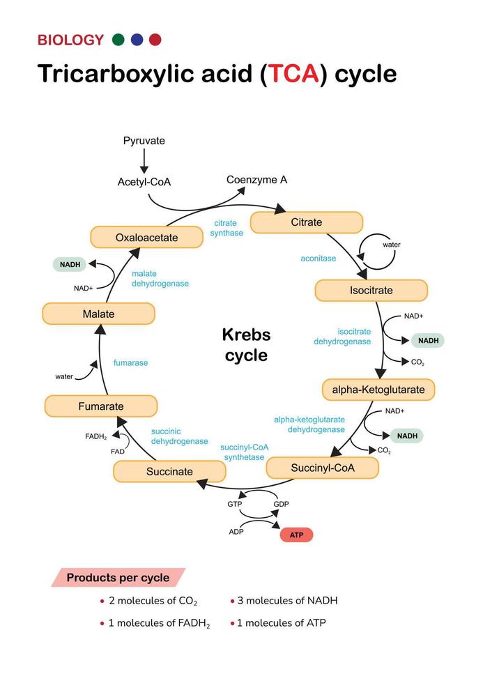 Das Biologiediagramm zeigt den Weg der Zitronensäure oder des Krebs- oder TCA-Zyklus im aeroben Atmungssystem zur Erzeugung von zellulärer ATP-Energie vektor