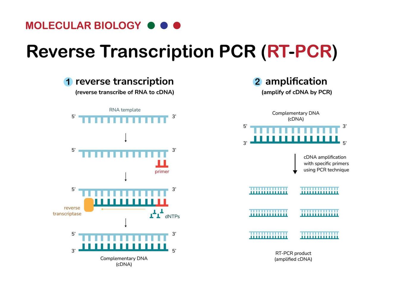 molekularbiologisches diagramm erklärt konzept und prozess der reversen transkription oder rt pcr zur amplifikation von genetischem material aus rna oder zum nachweis des covid19-virus vektor
