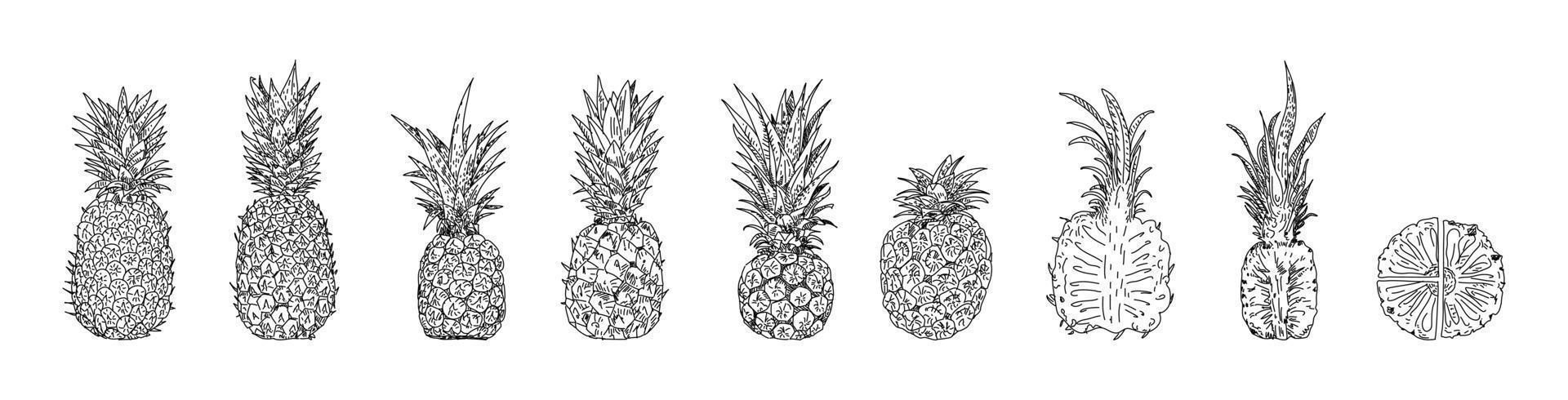 ananas handritade vektorillustrationer. vektor