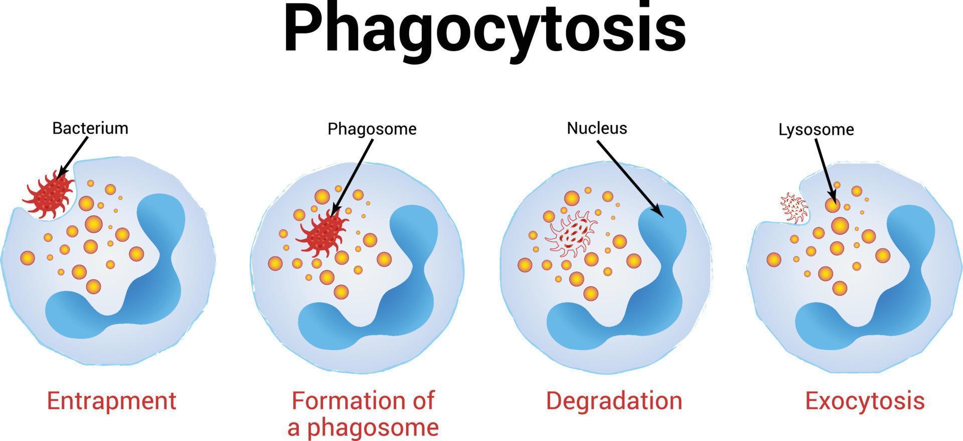 Phagozytose-Vektorillustration, medizinische Illustration vektor