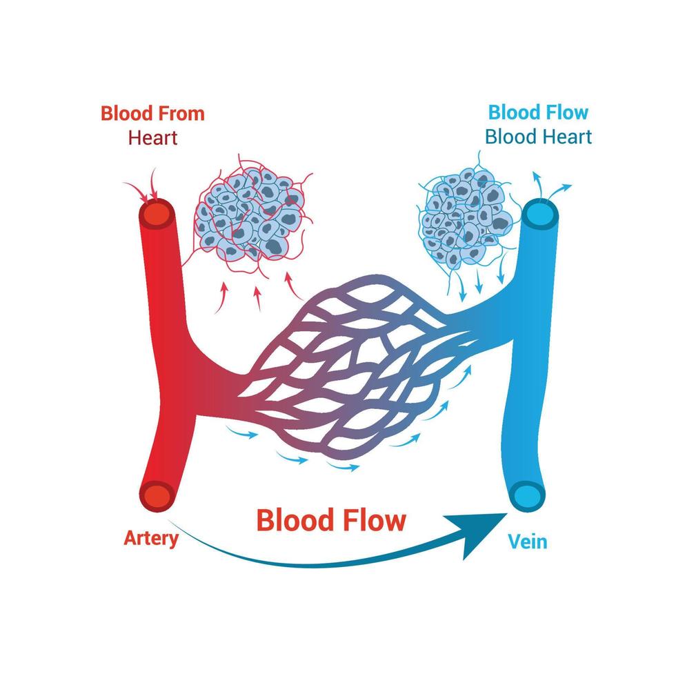 Blutfluss-Vektor-Illustration Blut aus dem Herzen und Blutfluss Wissenschaft Design des Blutherzens vektor