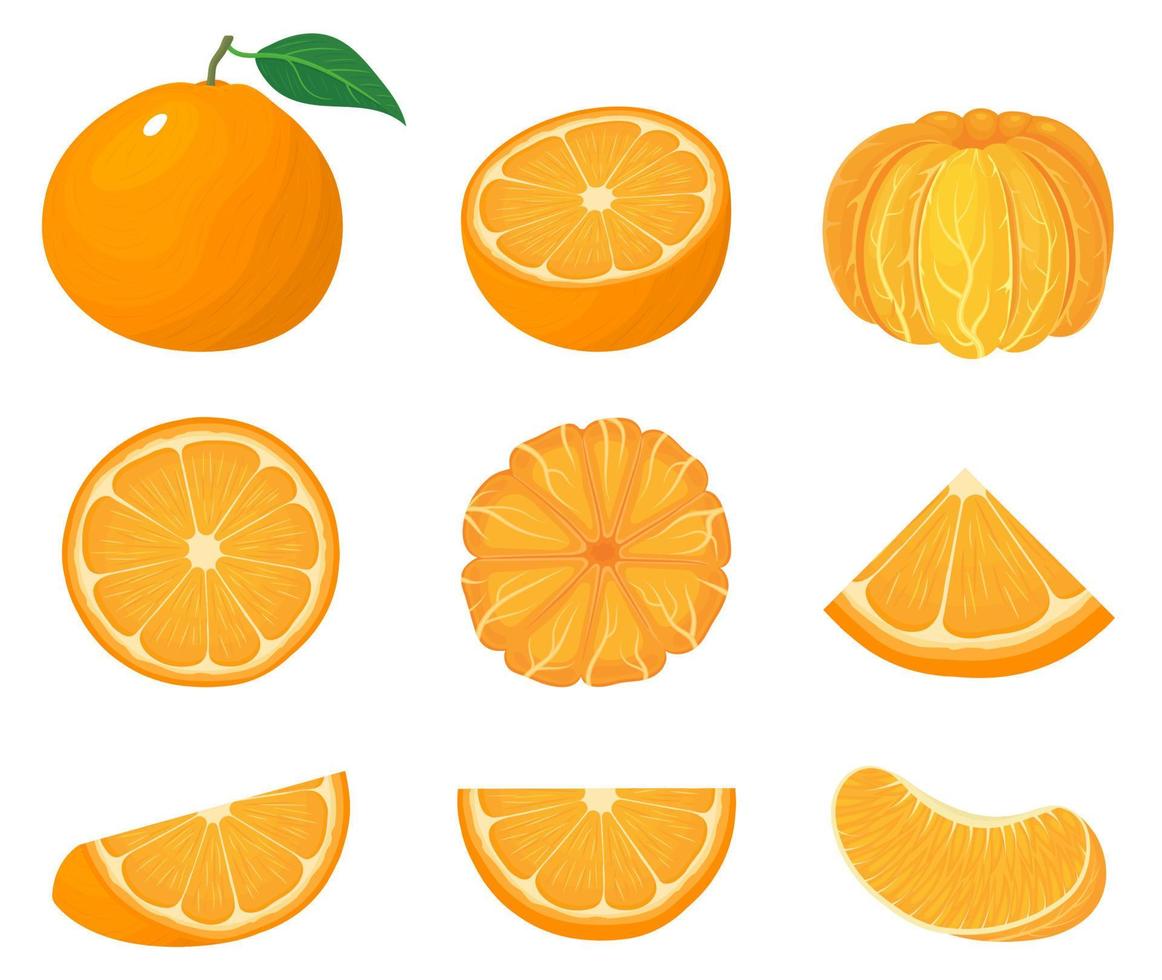 satz frischer ganzer, halber, geschnittener mandarinen- oder mandarinenfrüchte lokalisiert auf weißem hintergrund. sommerfrüchte für einen gesunden lebensstil. Bio-Obst. Cartoon-Stil. Vektorillustration für jedes Design. vektor