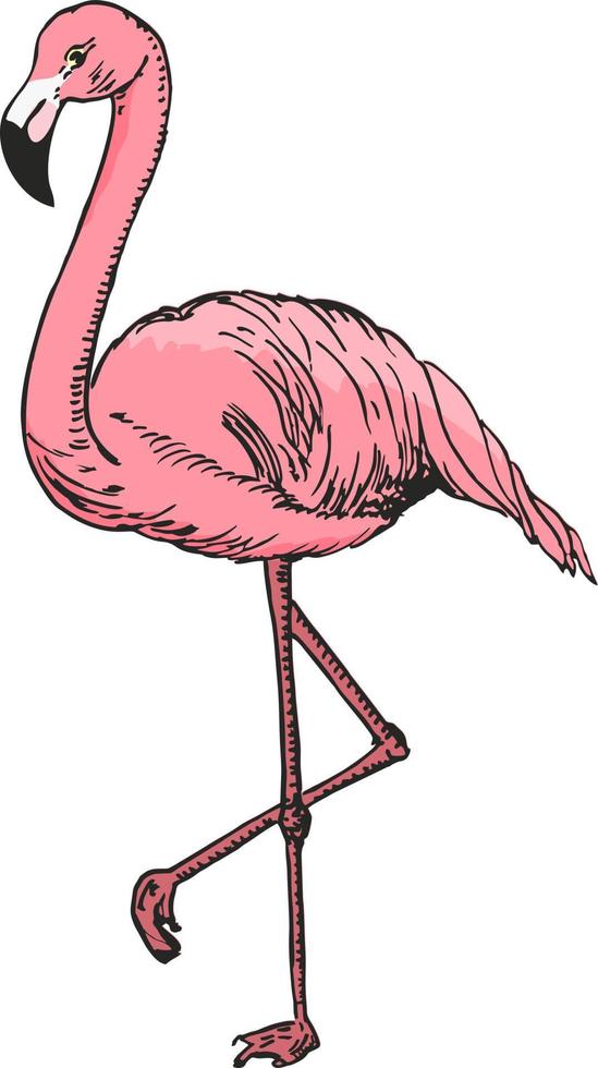 Flamingo-Skizze-Vektorillustration Farbskizze Flamingo, exotischer Vogel. vektor
