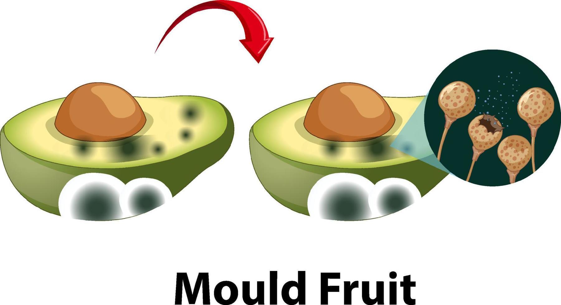 ungenießbare zerlegte Avocado mit Schimmel vektor