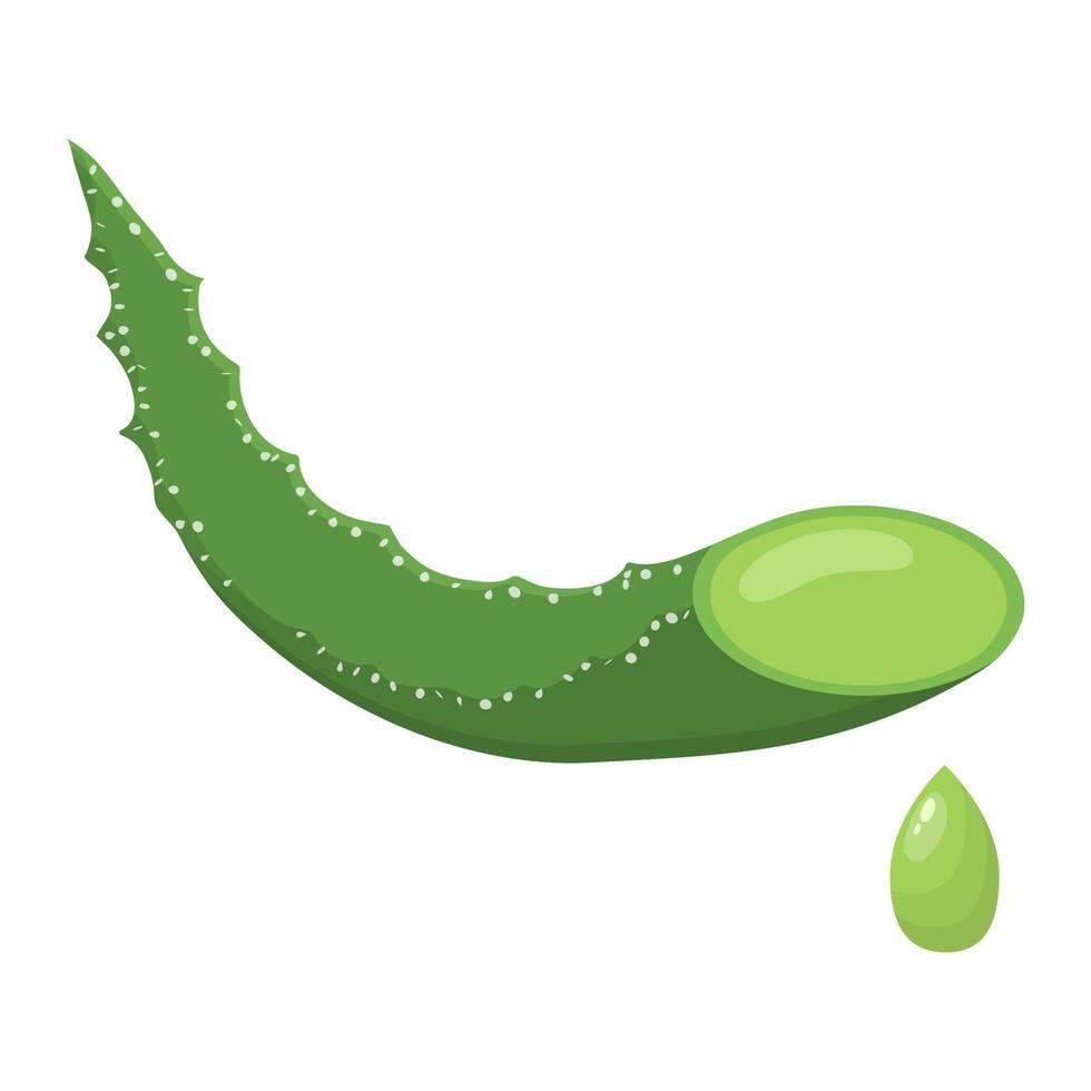 aloe vera medicinalväxt skär blad isolerad på vit bakgrund. tecknad stil. vektor illustration för någon design.