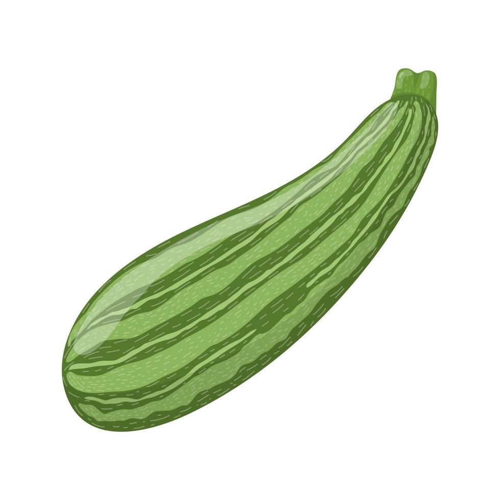 färsk zucchini isolerad på vit bakgrund. organisk mat. tecknad stil. vektor illustration för design.