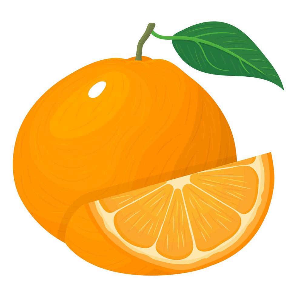 frische helle zusammensetzung der exotischen ganzen und geschnittenen scheibenmandarine oder der mandarine lokalisiert auf weißem hintergrund. sommerfrüchte für einen gesunden lebensstil. Bio-Obst. Vektorillustration für jedes Design. vektor