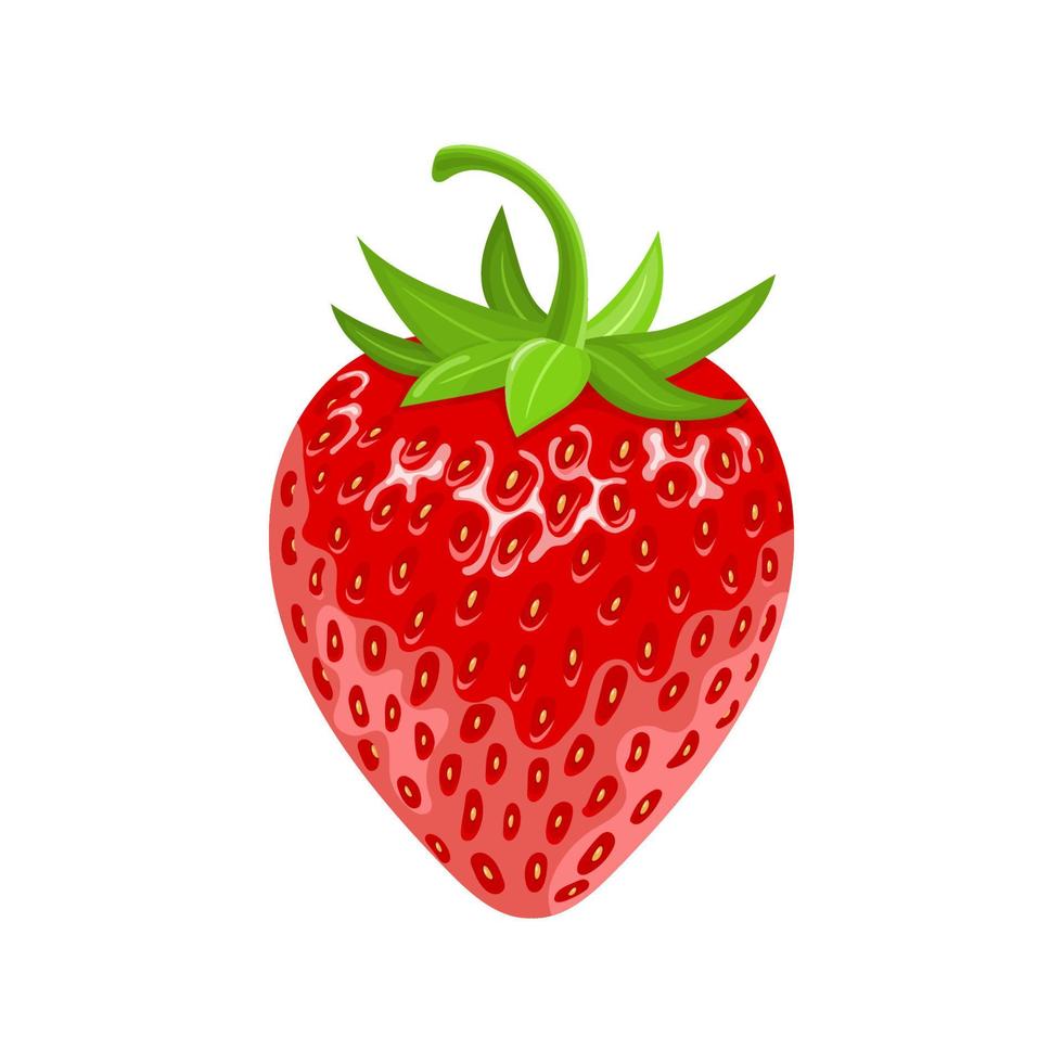 färsk tecknad röd mogen jordgubbe isolerad på vit bakgrund. realistisk söt mat. ekologisk frukt. tecknad stil. vektor illustration för någon design.