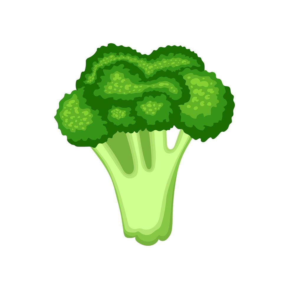 frischer Brokkoli isoliert auf weißem Hintergrund. Bio-Lebensmittel. Cartoon-Stil. Vektorillustration für Design. vektor