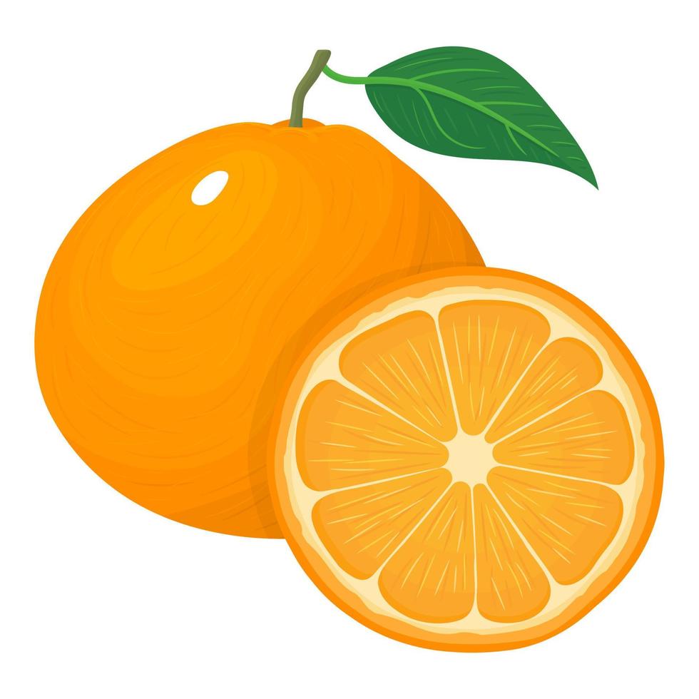 frische helle zusammensetzung der exotischen ganzen und geschnittenen scheibenmandarine oder der mandarine lokalisiert auf weißem hintergrund. sommerfrüchte für einen gesunden lebensstil. Bio-Obst. Vektorillustration für jedes Design. vektor