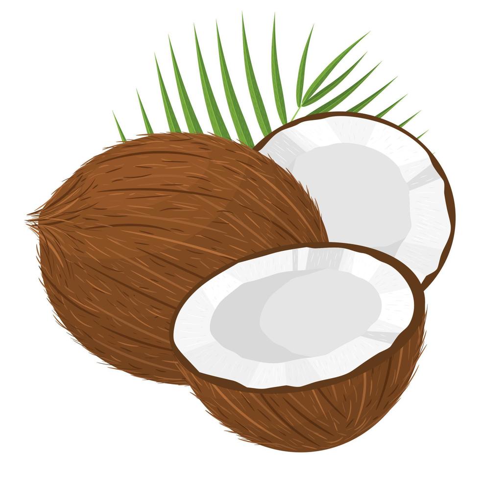 tecknad detaljerad brun exotisk hel kokosnöt, halva och gröna blad. sommarfrukter för en hälsosam livsstil. ekologisk frukt. tecknad stil. vektor illustration för någon design.