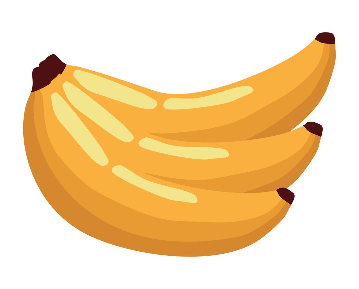 Bananen-Cluster aus frischen Früchten vektor