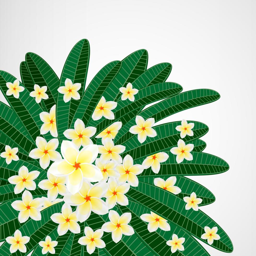 eps10 blommig design bakgrund. plumeria blommor och tropiska blad. vektor