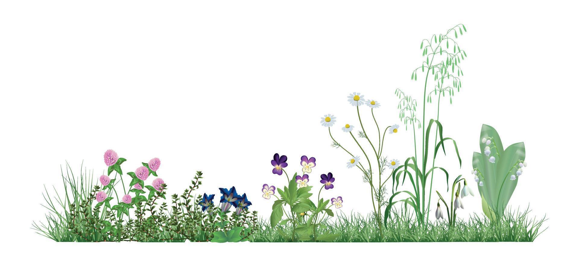 Illustration mit Feldgräsern und Blumen vektor