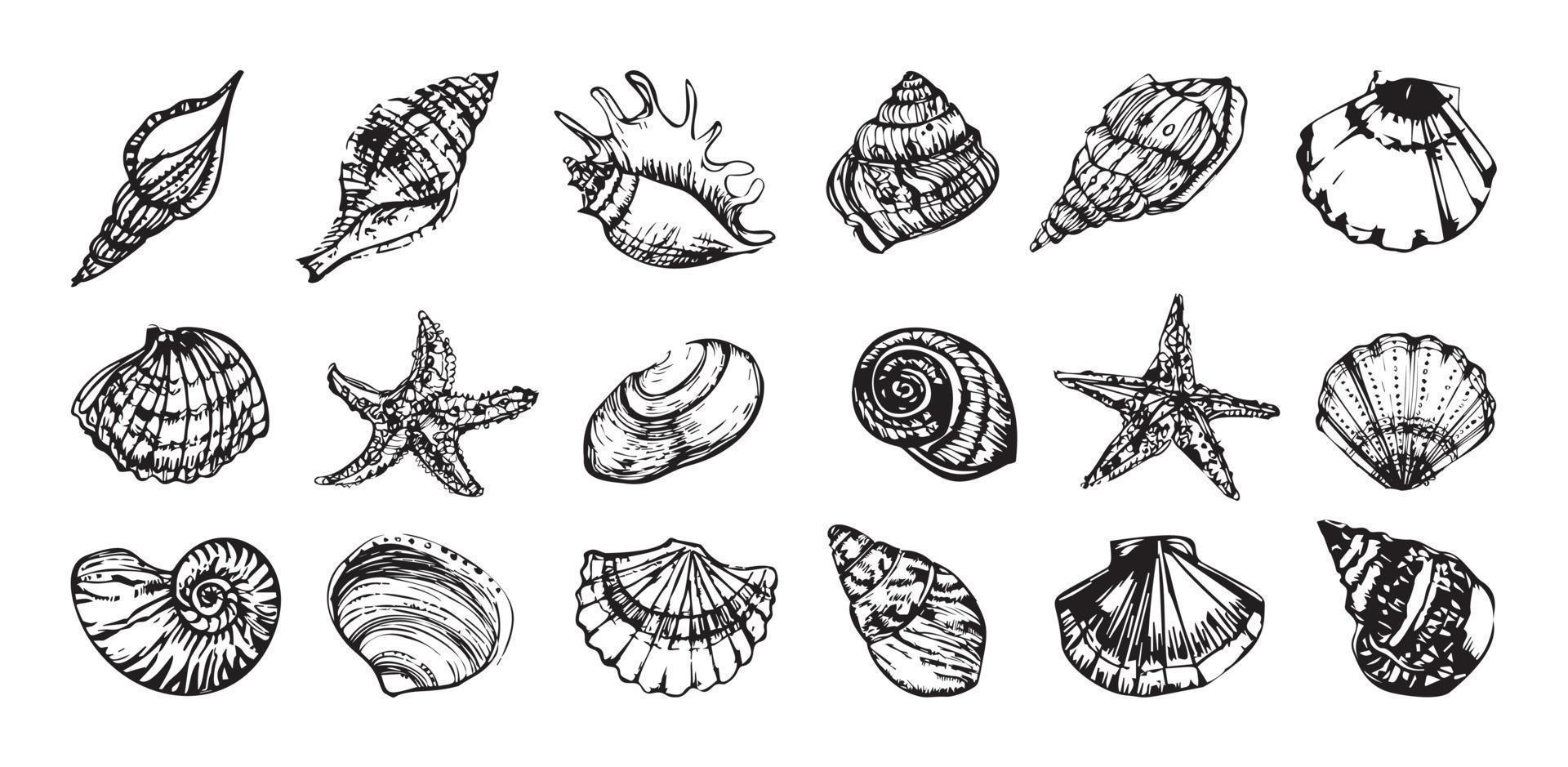 Muschelillustrationen im Kunsttintenstil vektor