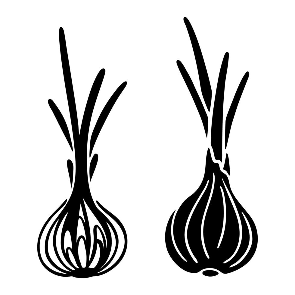 Vektor-Schwarz-Weiß-Illustration von zwei Silhouetten einer Zwiebel, im Schnitt und im Ganzen vektor