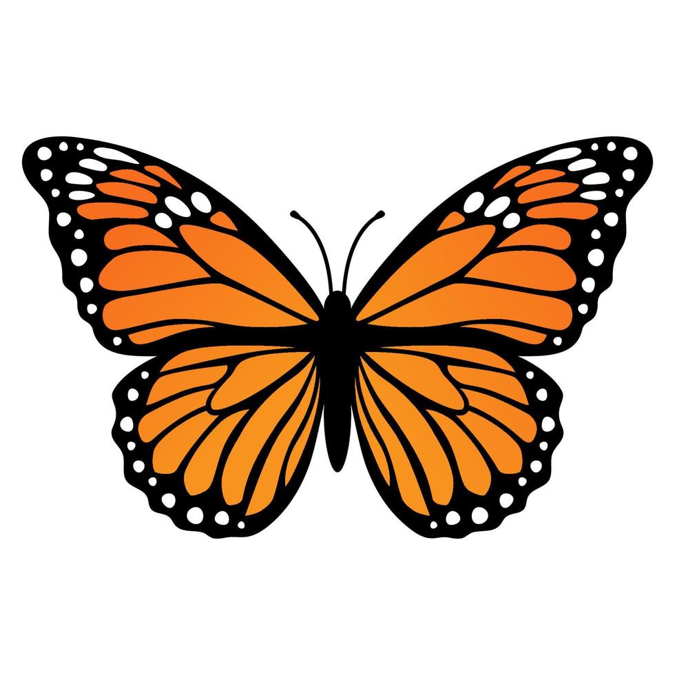 Monarchfalter. Vektor-Illustration isoliert auf weißem Hintergrund vektor