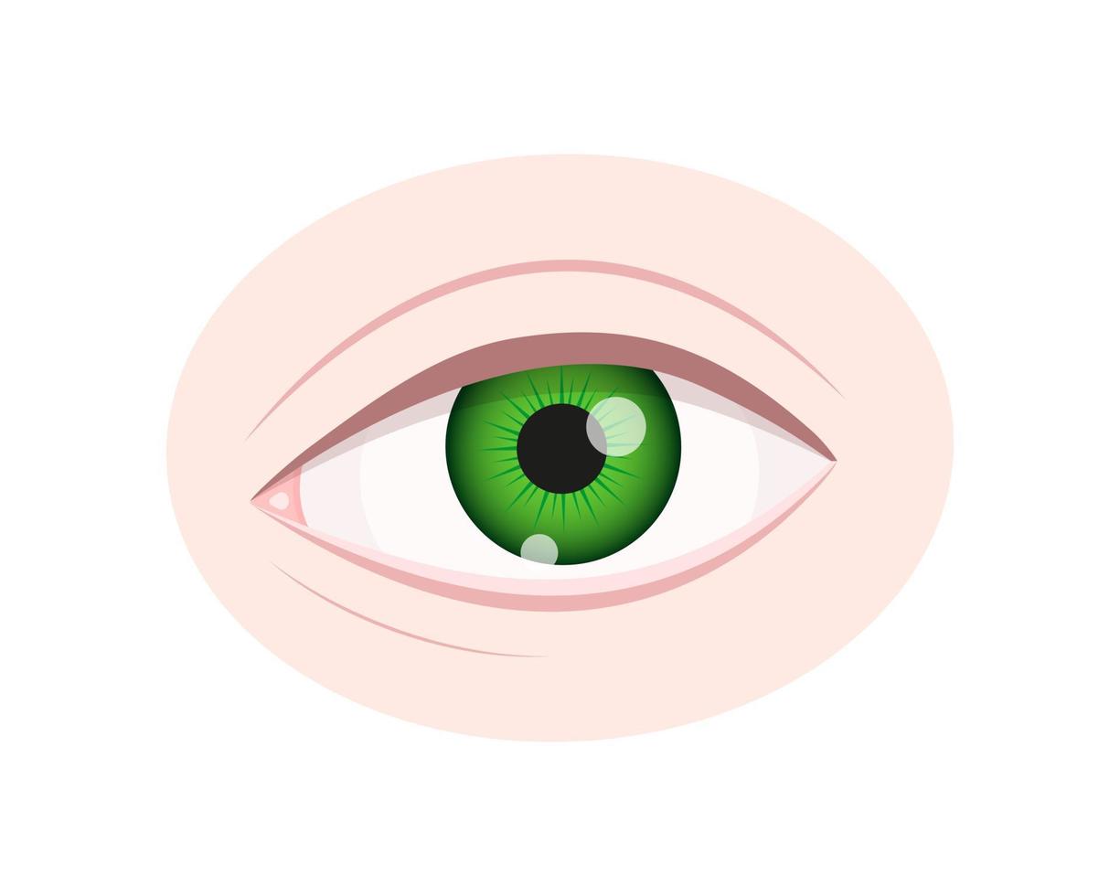 Nahaufnahme des menschlichen Auges isoliert auf weißem Hintergrund. gesundes Sehorgan mit grüner Iris, Pupille, Sklera, Tränenkanälchen und Augenlidern vektor