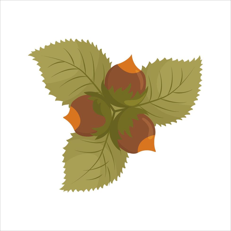 Haselnuss oder Hasel mit Blättern auf weißem Hintergrund. vektor isolierte illustration.