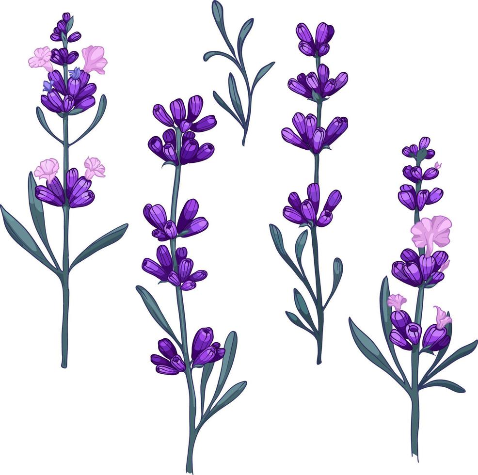 Lavendelblüten. Blumenkräuter der Provence mit Blüten.. handgezeichnete Vektorgrafiken einzeln auf weißem Hintergrund vektor