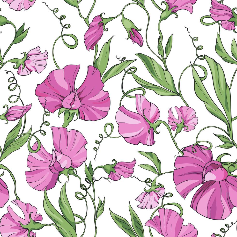 rosa blommor ljuv ärta på en vit bakgrund, blommig sömlös mönster. mönster för tyg, omslag papper, webb sidor, inbjudningar, kort vektor