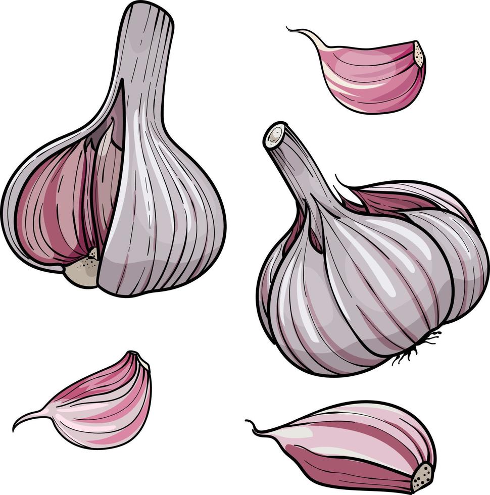 hand gezeichnete vektorillustration knoblauch. Kopf und Knoblauchzehe ansetzen. getrennt auf einem weißen Hintergrund. bunte skizze von essen vektor