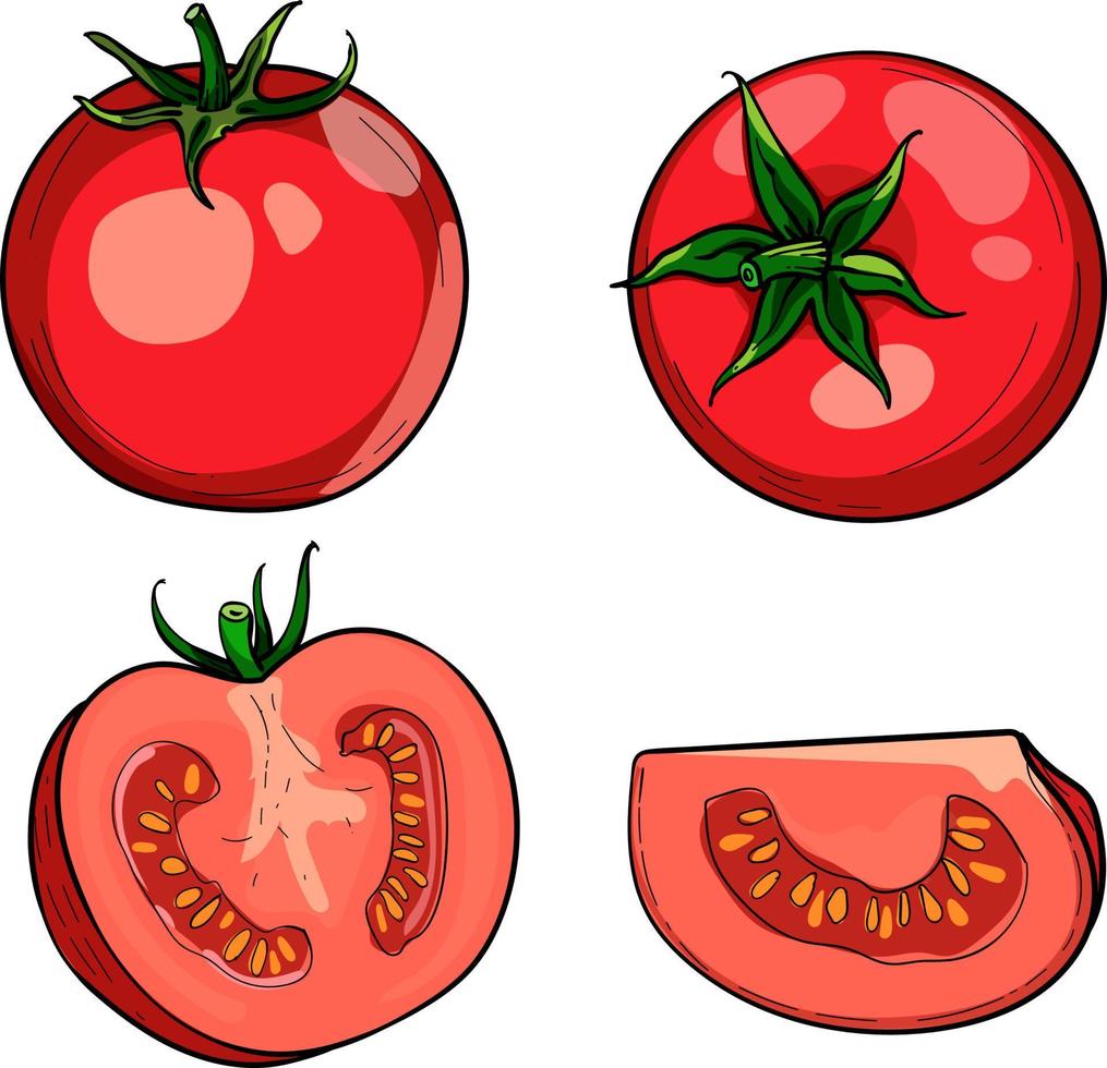 handgezeichnete bunte rote Tomate. eine reihe von skizzen mit geschnittenen tomaten, einer scheibe tomaten. die vektorabbildung wird auf einem weißen hintergrund lokalisiert. vektor