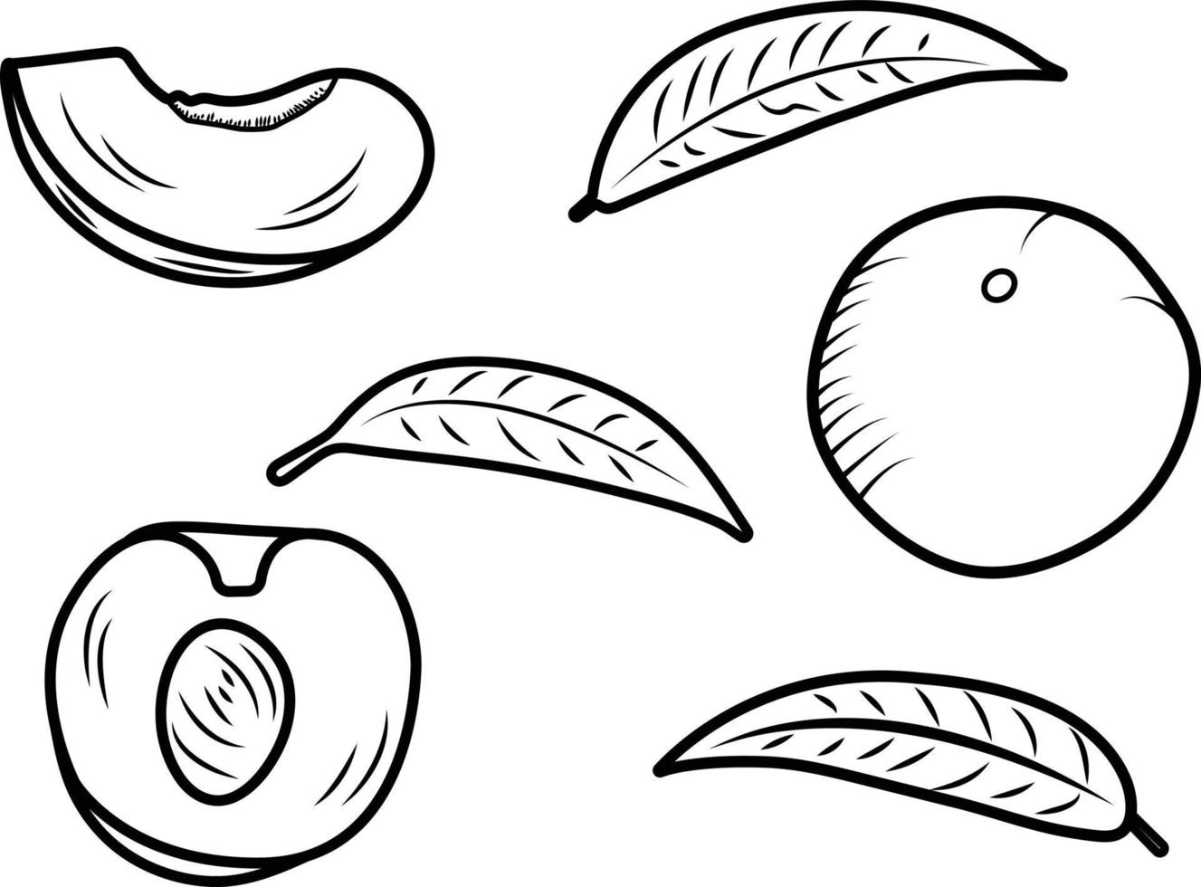 persika eller aprikos full, halv och skiva med löv. vektor illustration