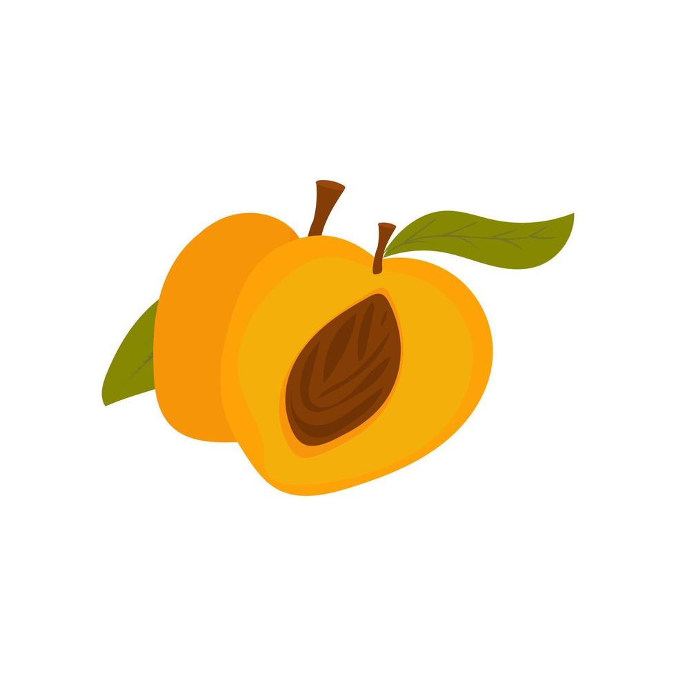 aprikos med en blad. halv med ben. tecknad serie ClipArt isolerat på vit bakgrund. sektions frukt. två frukter. vektor illustration, hand dragen