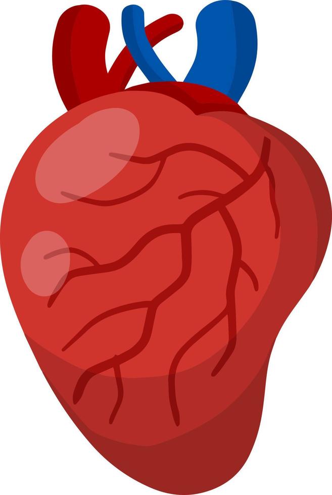Herz. menschliches inneres Organ. vektor