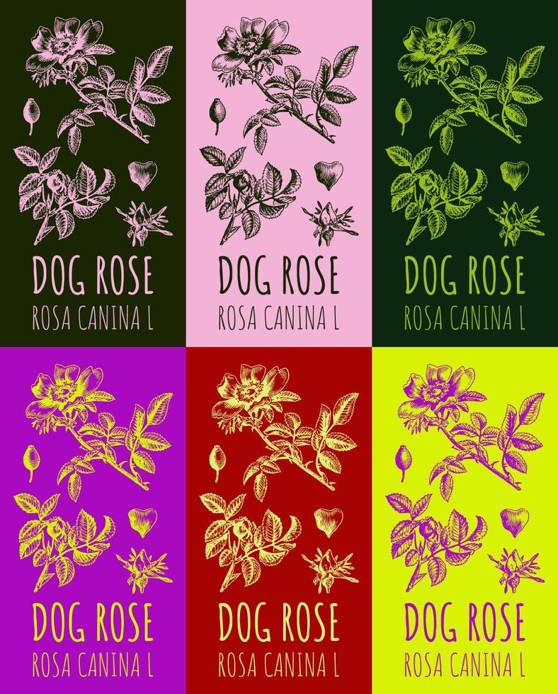 uppsättning av vektor teckning hund reste sig höfter i olika färger. hand dragen illustration. latin namn rosa canina l.