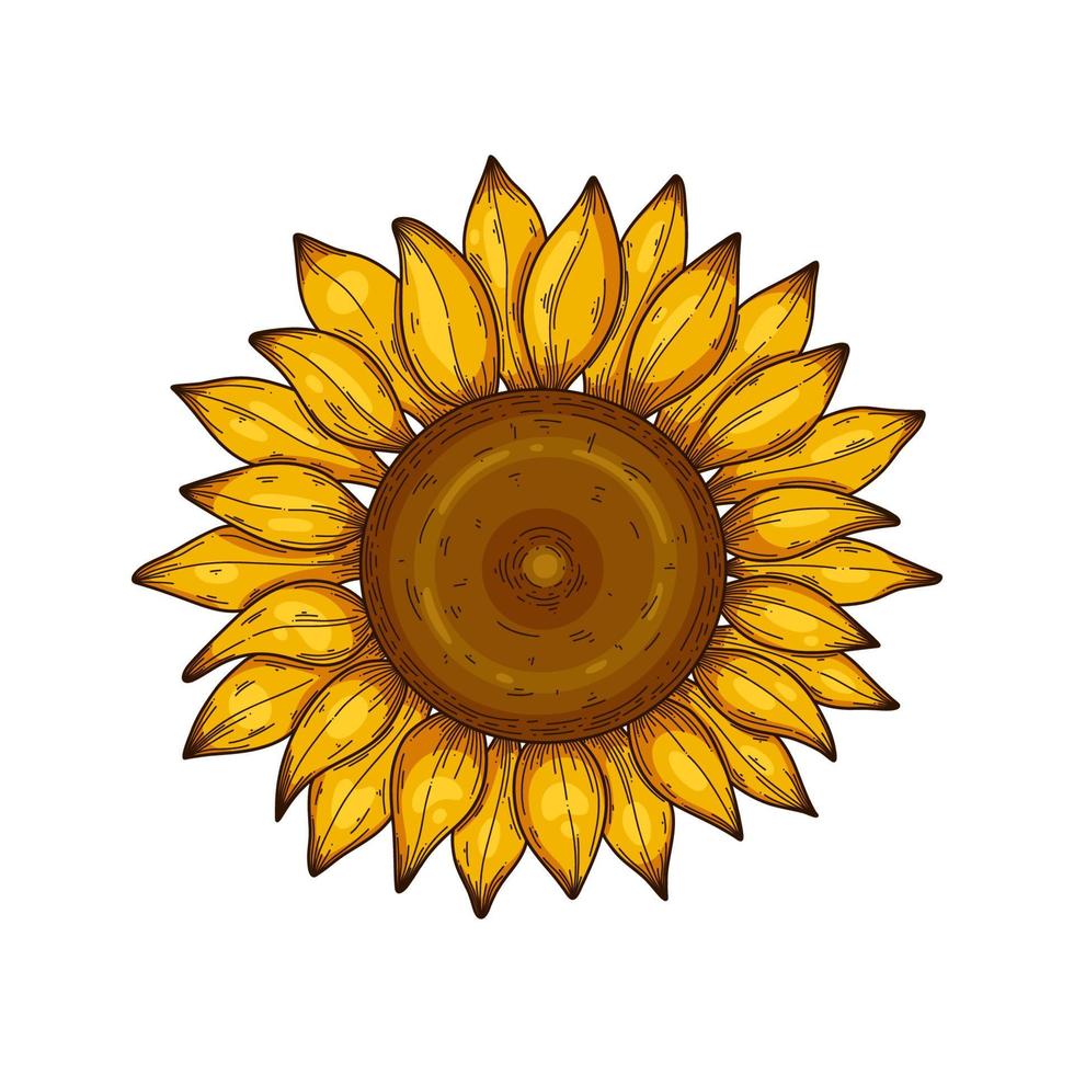 solros vektor illustration isolerat på vit. botanisk blommig illustration, vild äng solros