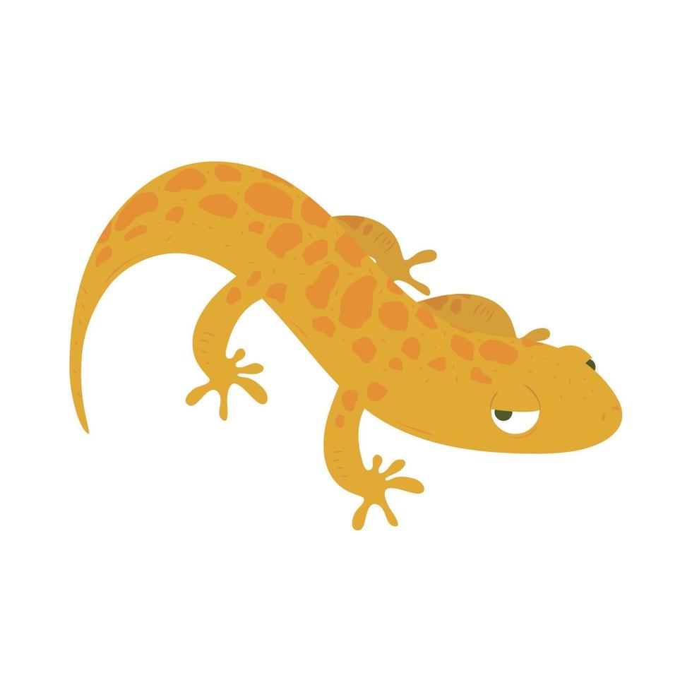 Salamander Amphibientier vektor