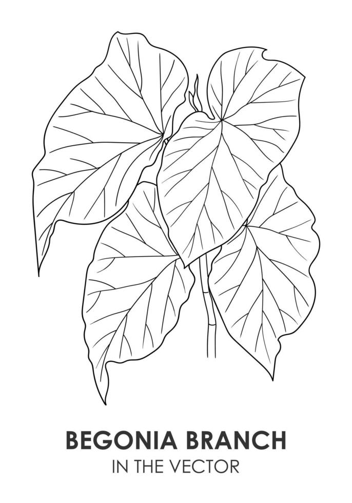 Vektor-Konturzeichnung eines Begonia-Zweigs auf weißem Hintergrund vektor