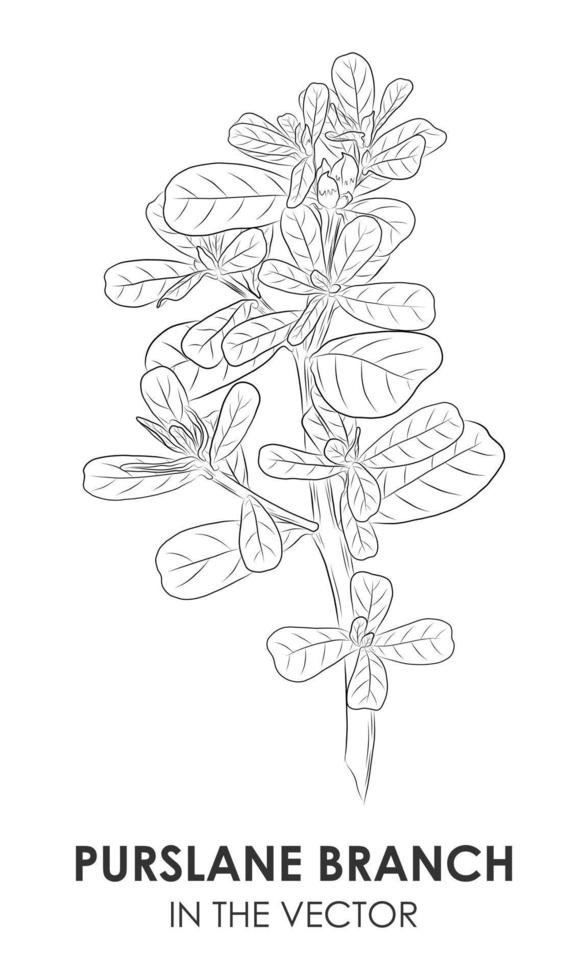 vektor kontur teckning av en kvist av portlak på en vit bakgrund