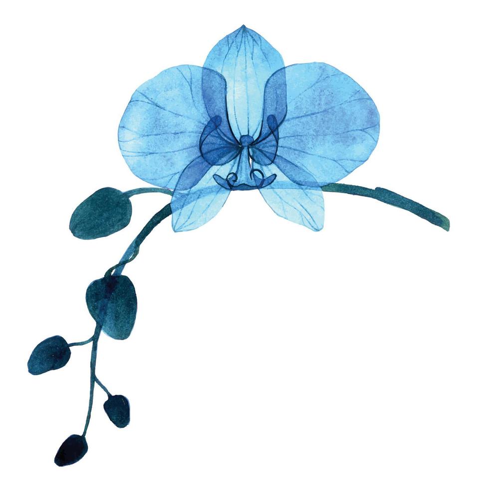 delikat vattenfärg illustration. blå transparent blommor, knoppar och löv av de phalaenopsis orkide. isolerat på vit bakgrund transparent blommor, röntgen. vektor
