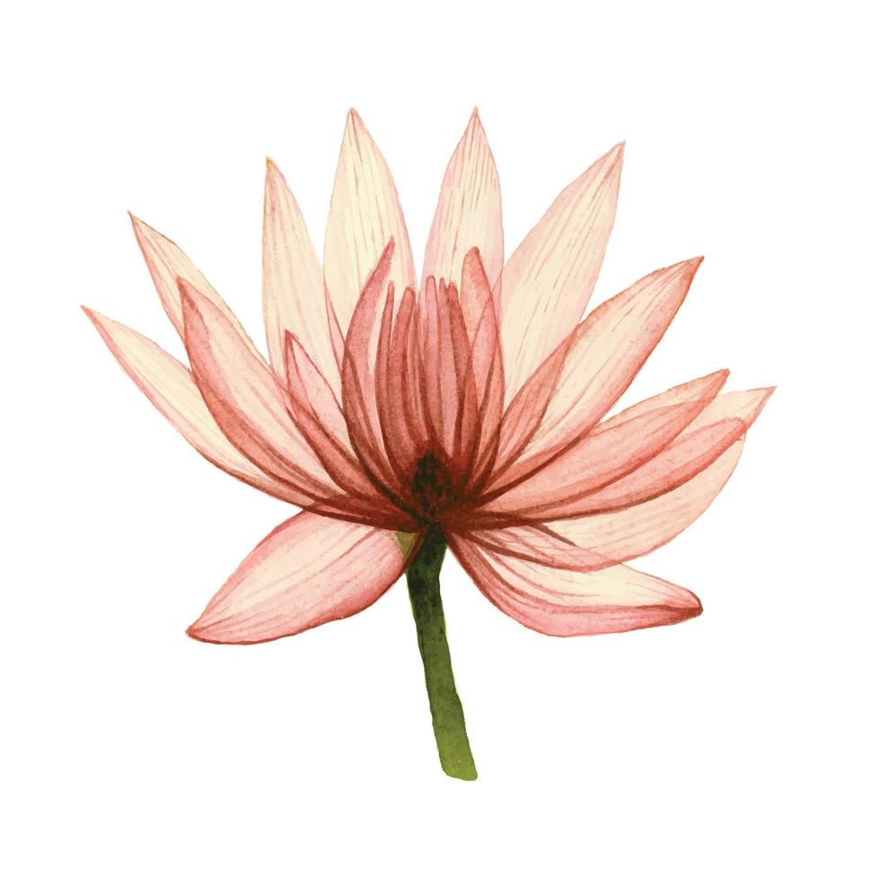 vattenfärg illustration av lotus blomma, vatten lilja. teckning transparent blomma. isolerat på vit bakgrund. årgång element för design av kosmetika, parfymer. vektor