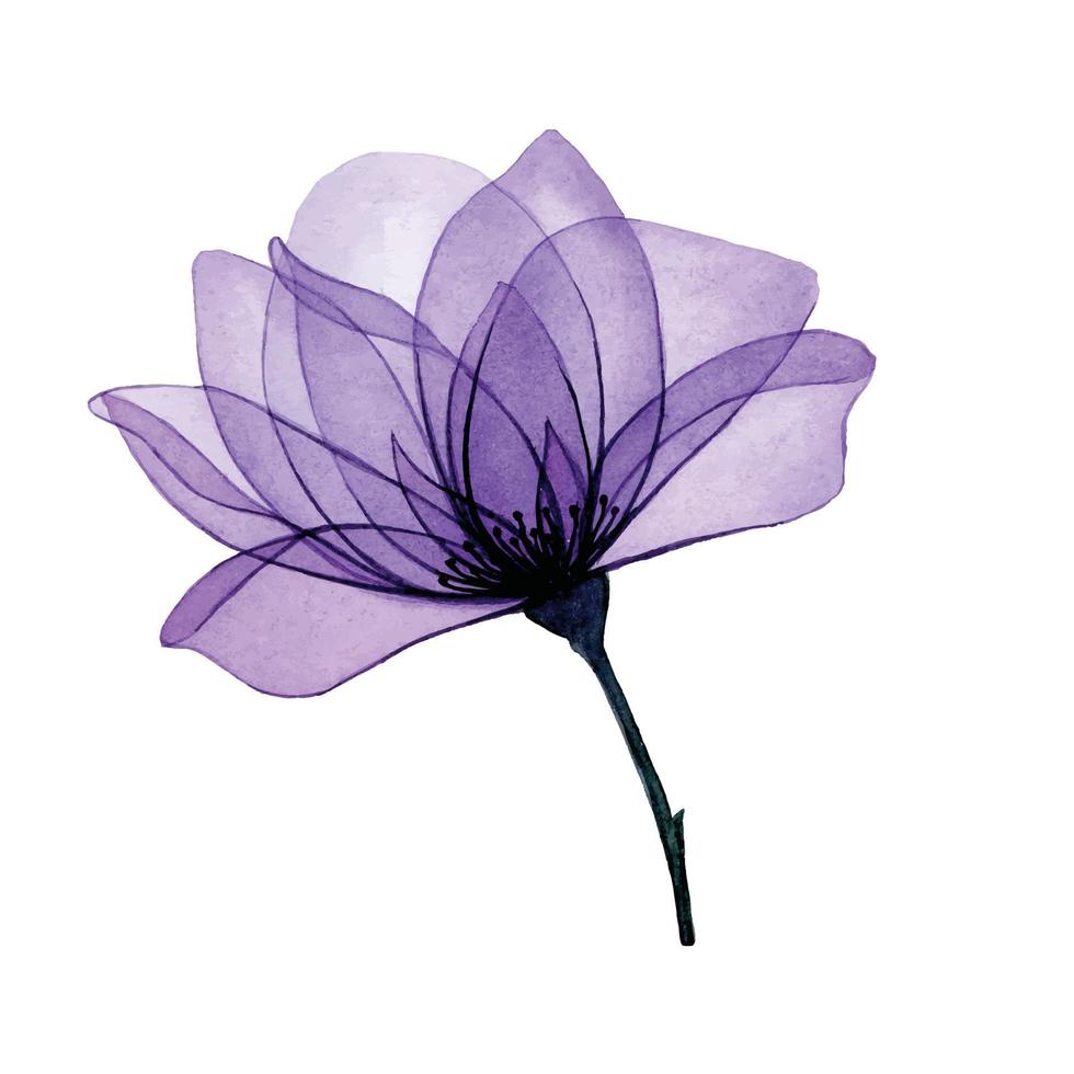 vattenfärg teckning. transparent blomma. lila reste sig och transparent löv, röntgen. dekoration. vektor